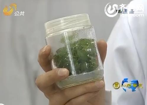 耐盐碱植物添新军 引领百万亩盐碱农业产业链